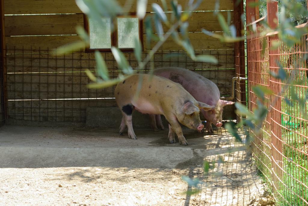 Agriturismo La Casuccia Castelfranco di Sopra エクステリア 写真